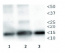 H3T3pK4me1 | Histone H3 (p Thr3, monomethylated Lys4)